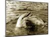 Dolphins Swimming and Playing Together, 1985-null-Mounted Photographic Print