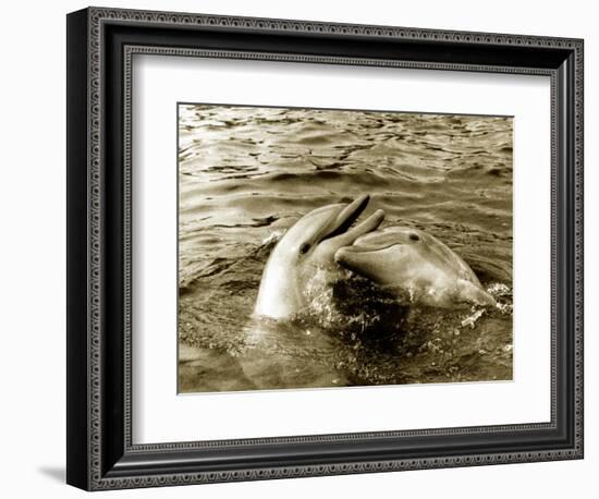 Dolphins Swimming and Playing Together, 1985-null-Framed Photographic Print