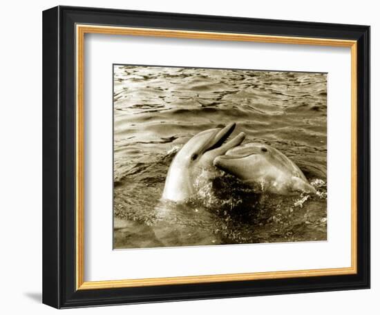Dolphins Swimming and Playing Together, 1985-null-Framed Photographic Print