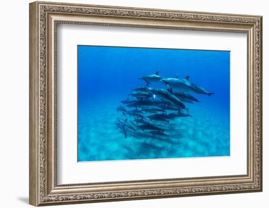 Dolphins Swimming in Pacific Ocean, Hawaii, USA-null-Framed Photographic Print