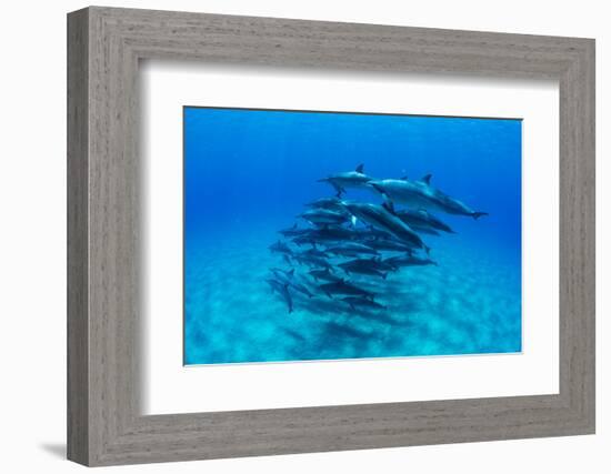 Dolphins Swimming in Pacific Ocean, Hawaii, USA-null-Framed Photographic Print