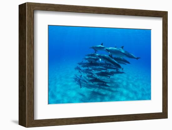 Dolphins Swimming in Pacific Ocean, Hawaii, USA-null-Framed Photographic Print