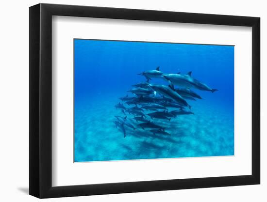 Dolphins Swimming in Pacific Ocean, Hawaii, USA-null-Framed Photographic Print