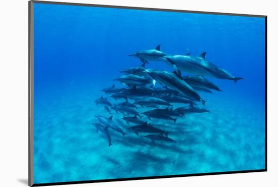 Dolphins Swimming in Pacific Ocean, Hawaii, USA-null-Mounted Photographic Print