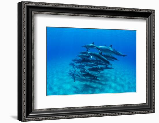 Dolphins Swimming in Pacific Ocean, Hawaii, USA-null-Framed Photographic Print