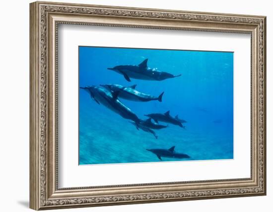 Dolphins Swimming in Pacific Ocean, Hawaii, USA-null-Framed Photographic Print