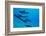 Dolphins Swimming in Pacific Ocean, Hawaii, USA-null-Framed Photographic Print