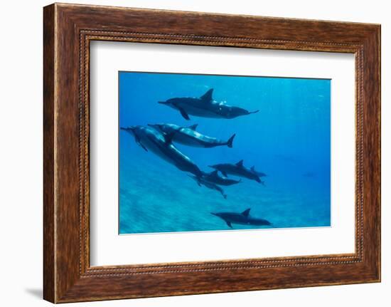 Dolphins Swimming in Pacific Ocean, Hawaii, USA-null-Framed Photographic Print