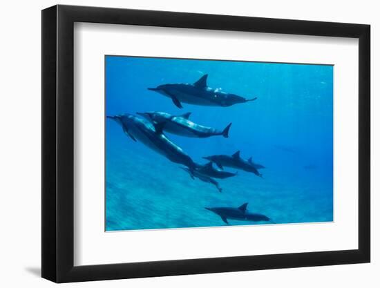 Dolphins Swimming in Pacific Ocean, Hawaii, USA-null-Framed Photographic Print