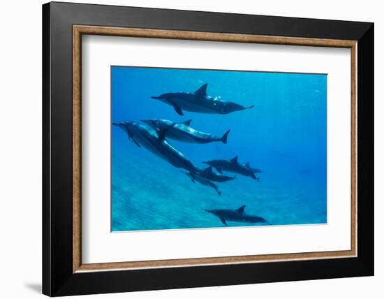 Dolphins Swimming in Pacific Ocean, Hawaii, USA-null-Framed Photographic Print