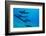 Dolphins Swimming in Pacific Ocean, Hawaii, USA-null-Framed Photographic Print