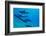 Dolphins Swimming in Pacific Ocean, Hawaii, USA-null-Framed Photographic Print