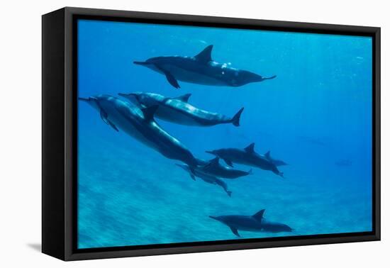 Dolphins Swimming in Pacific Ocean, Hawaii, USA-null-Framed Premier Image Canvas