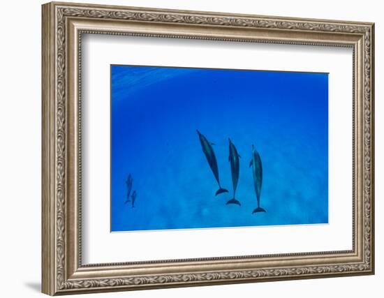 Dolphins Swimming in Pacific Ocean, Hawaii, USA-null-Framed Photographic Print