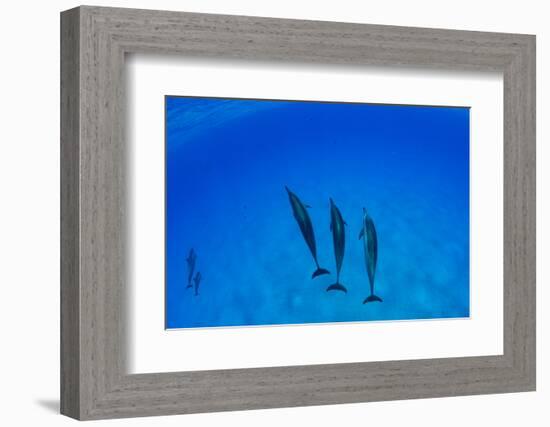 Dolphins Swimming in Pacific Ocean, Hawaii, USA-null-Framed Photographic Print