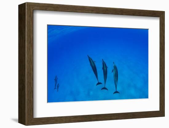 Dolphins Swimming in Pacific Ocean, Hawaii, USA-null-Framed Photographic Print