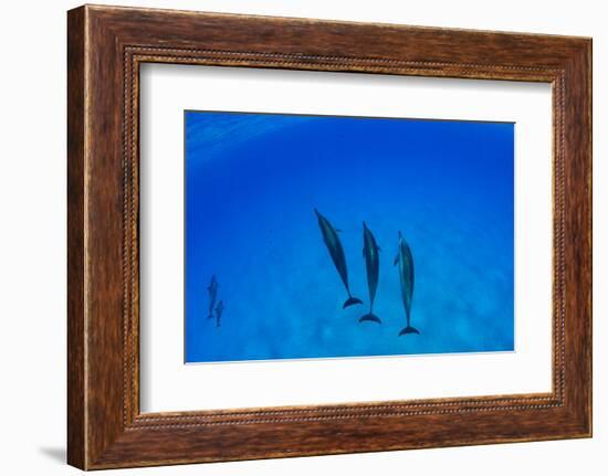 Dolphins Swimming in Pacific Ocean, Hawaii, USA-null-Framed Photographic Print