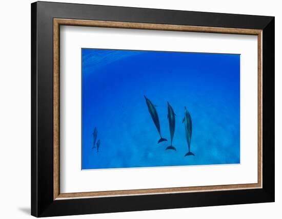 Dolphins Swimming in Pacific Ocean, Hawaii, USA-null-Framed Photographic Print