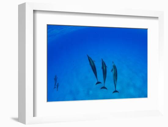 Dolphins Swimming in Pacific Ocean, Hawaii, USA-null-Framed Photographic Print