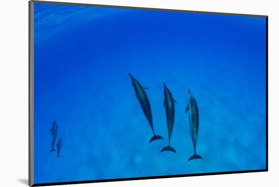 Dolphins Swimming in Pacific Ocean, Hawaii, USA-null-Mounted Photographic Print