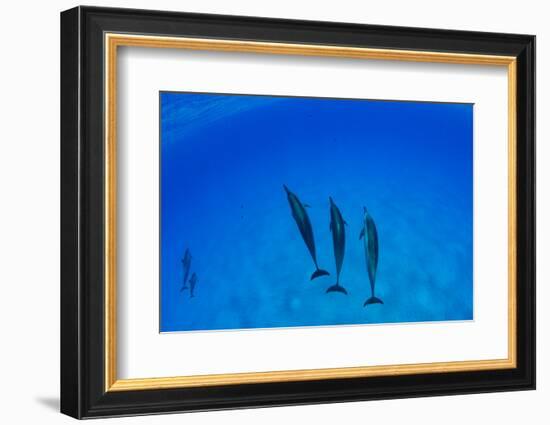 Dolphins Swimming in Pacific Ocean, Hawaii, USA-null-Framed Photographic Print