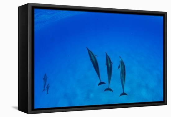 Dolphins Swimming in Pacific Ocean, Hawaii, USA-null-Framed Premier Image Canvas