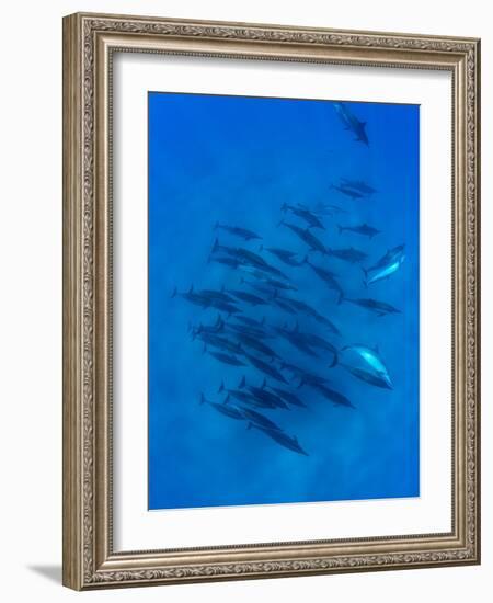 Dolphins Swimming in Pacific Ocean, Hawaii, USA-null-Framed Photographic Print