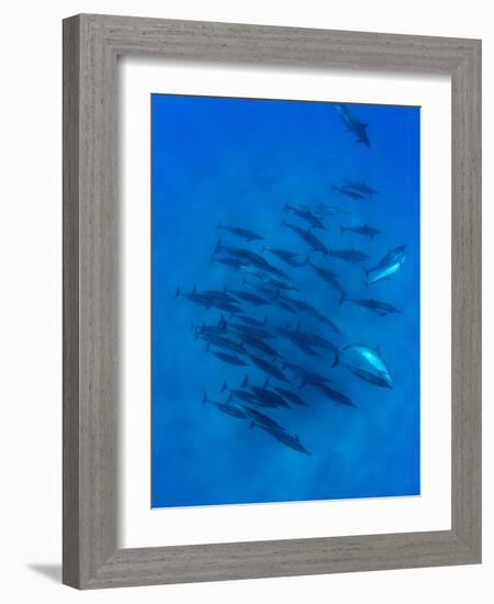 Dolphins Swimming in Pacific Ocean, Hawaii, USA-null-Framed Photographic Print