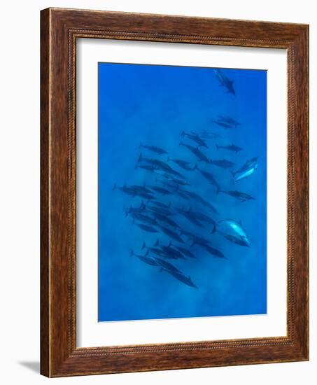 Dolphins Swimming in Pacific Ocean, Hawaii, USA-null-Framed Photographic Print