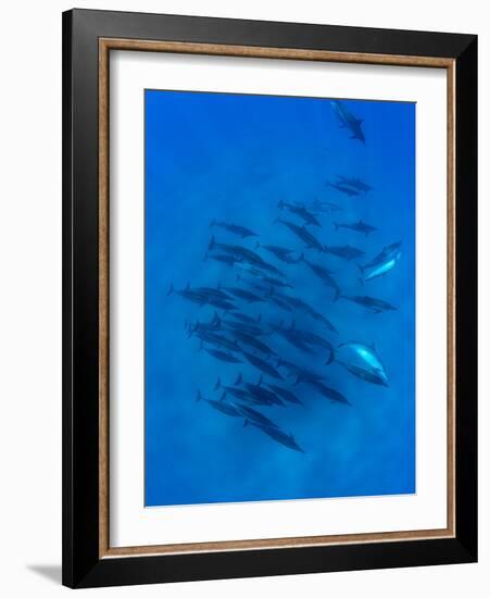 Dolphins Swimming in Pacific Ocean, Hawaii, USA-null-Framed Photographic Print