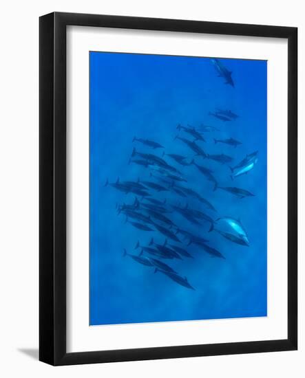 Dolphins Swimming in Pacific Ocean, Hawaii, USA-null-Framed Photographic Print