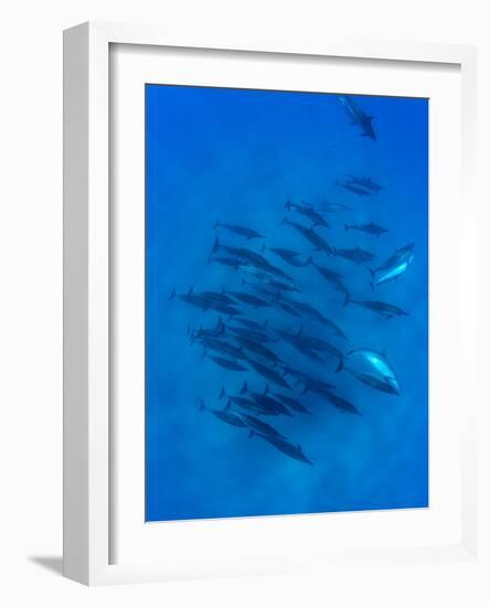 Dolphins Swimming in Pacific Ocean, Hawaii, USA-null-Framed Photographic Print