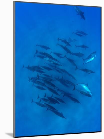 Dolphins Swimming in Pacific Ocean, Hawaii, USA-null-Mounted Photographic Print