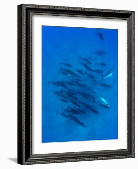 Dolphins Swimming in Pacific Ocean, Hawaii, USA-null-Framed Photographic Print