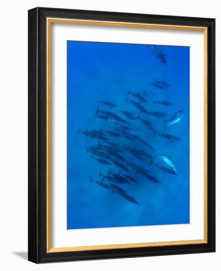 Dolphins Swimming in Pacific Ocean, Hawaii, USA-null-Framed Photographic Print