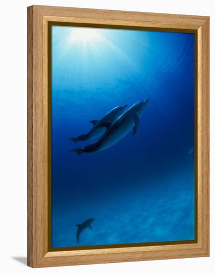 Dolphins Swimming Underwater-null-Framed Premier Image Canvas