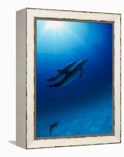 Dolphins Swimming Underwater-null-Framed Premier Image Canvas