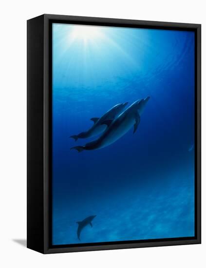 Dolphins Swimming Underwater-null-Framed Premier Image Canvas