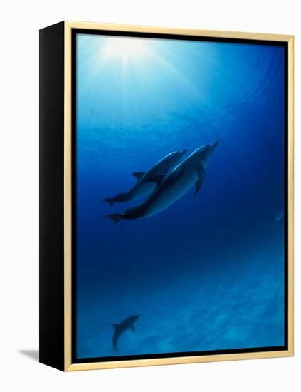 Dolphins Swimming Underwater-null-Framed Premier Image Canvas