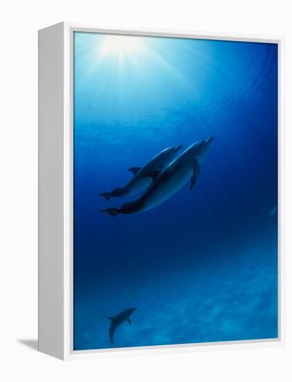 Dolphins Swimming Underwater-null-Framed Premier Image Canvas