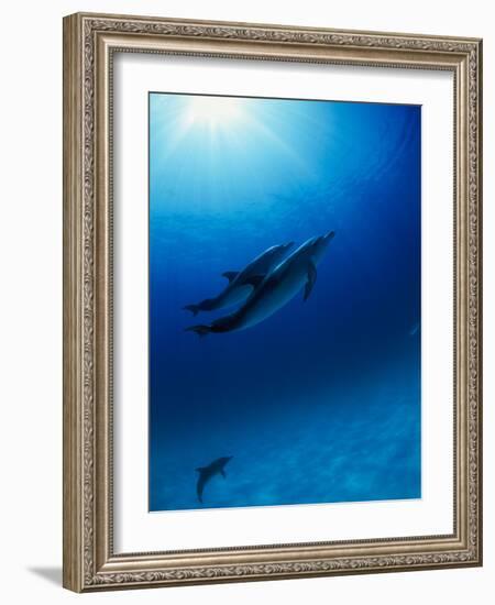 Dolphins Swimming Underwater-null-Framed Photographic Print