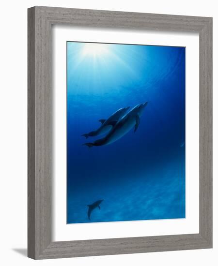 Dolphins Swimming Underwater-null-Framed Photographic Print