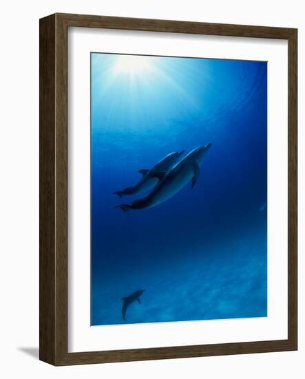 Dolphins Swimming Underwater-null-Framed Photographic Print