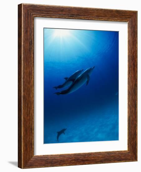 Dolphins Swimming Underwater-null-Framed Photographic Print