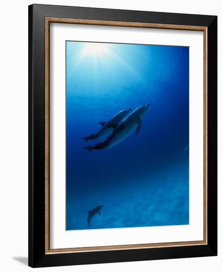 Dolphins Swimming Underwater-null-Framed Photographic Print