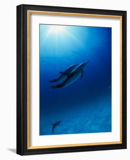 Dolphins Swimming Underwater-null-Framed Photographic Print