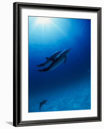 Dolphins Swimming Underwater-null-Framed Photographic Print