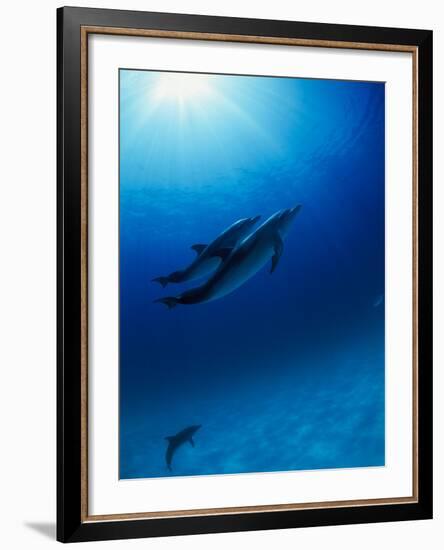 Dolphins Swimming Underwater-null-Framed Photographic Print