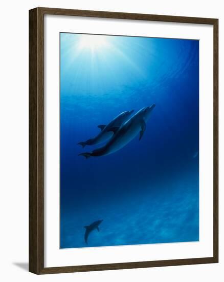 Dolphins Swimming Underwater-null-Framed Photographic Print