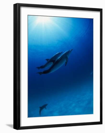 Dolphins Swimming Underwater-null-Framed Photographic Print